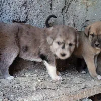 سگ‌‌وتوله‌سگ