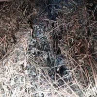 بیده دست باف