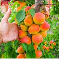 انار هلو شلیل گردو زرشک و همه نهالا موجوده