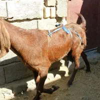 بز مری جوان