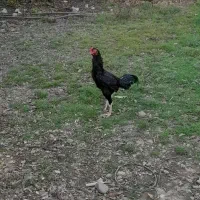 خروس لاری|حیوانات مزرعه|رشت, بازار|دیوار