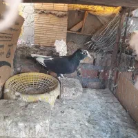 کبوتر پلنگ سیاه کاکل کرمانی ماده