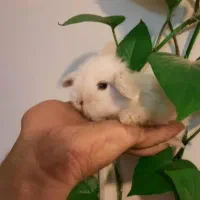 خرگوش لوپ مینیاتوری تعداد و تک|موش و خرگوش|تهران, آرژانتین|دیوار