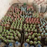 همدان شهره شیرین سو|خوردنی و آشامیدنی|شیرین‌سو, |دیوار