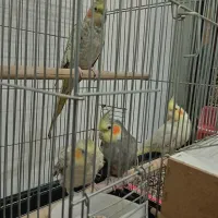 عروس هلندی