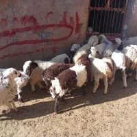 گوسفند فروشی