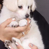 ت نژاد بزن میکس اشپیتز