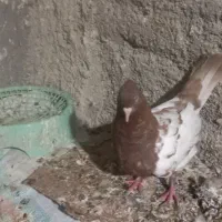 رنگی،سرخ،سینه ایی