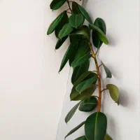 گل فیکوس ۳ متری