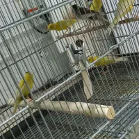 قناری نر و ماده|پرنده|اردکان, |دیوار