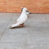 دم قهوه ی عتیقه