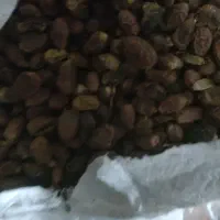 ضایعات خرما  حشف