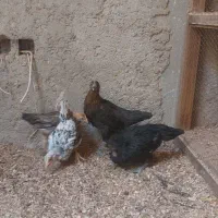 جوجه گلپایگانی 80 روزه (سه ماه و نیم)