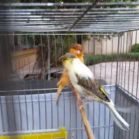 قناری گلستر بخون