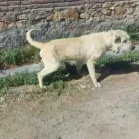 سگ سرابی نر سه دانه فی 12