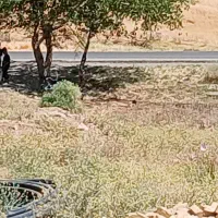 کیف مدارک به اسم منصور عیسی وند طاهری گم شده