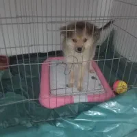 سگ نژاد شیتزو