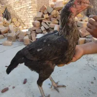 ماکیان لاری معامله ای|حیوانات مزرعه|سراوان, |دیوار