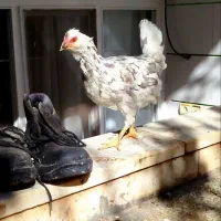 ۴ عدد مرغ گلین طوسی عتیقه|حیوانات مزرعه|فولادشهر, زاینده رود|دیوار