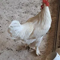 خروس پا پر .