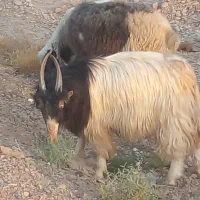 یه چپش دگه یکسال سلام انبری