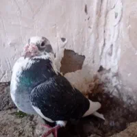 4عدد کبوتر پرشی