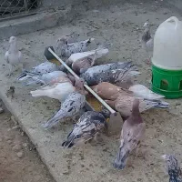 کبوتر نامور|پرنده|قزوین, |دیوار