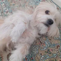 سگ شیتزو|سگ|فولادشهر, مسکن مهر فولادشهر|دیوار