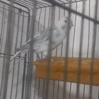 قناری قرص بخون