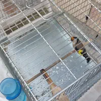 سهره|پرنده|شهر ری, شهرک نظامی|دیوار