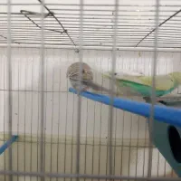 یک جفت مرغ عشق|پرنده|ایرانشهر, |دیوار