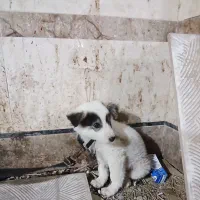 توله سگ پاپی وسرابی