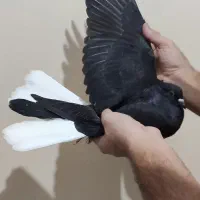 کبوتر رنگی.پرشی.پلاک|پرنده|قم, انسجام|دیوار