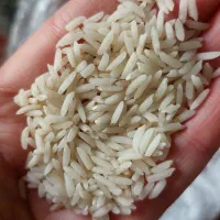 برنج هاشمی درجه یک|خوردنی و آشامیدنی|رودبنه, |دیوار