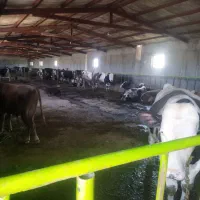 فروش گوساله نر نژاد سیمینتال