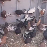 کبوتربهبهانی|پرنده|مرودشت, کوشک|دیوار