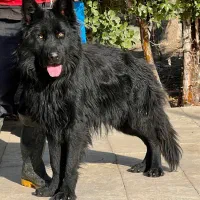 سگ ژرمن شپرد بلک نر یکساله موبلند شده فی ۴۰ م ت