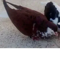 پرنده