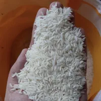 برنج طارم هاشمی محلی