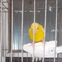 قناری و سقا|پرنده|کرمان, |دیوار