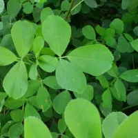 یونجه کاه یونجه