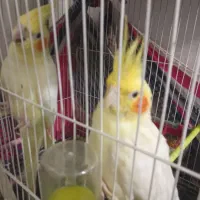 با جوجه عروس هلندی