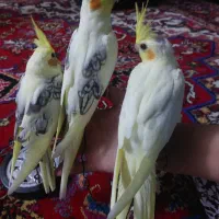 طوطی عروس هلندی البینو لوتینو|پرنده|اهر, |دیوار