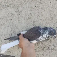 سینه باز دمسفید نر