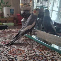 عروس هلندی گم شده