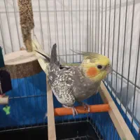 عروس هلندی ماده با قفس و لوازم