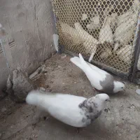 طوقی یه جایی|پرنده|قم, یزدان‌شهر|دیوار