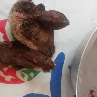 کله پاچه میش