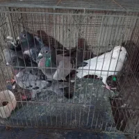 کفتر غریبه|پرنده|نیشابور, قلعه نو|دیوار