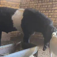 بزغاله پاکستانی اصل|حیوانات مزرعه|شهرضا, |دیوار